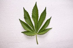 Marijuana Rehab Program